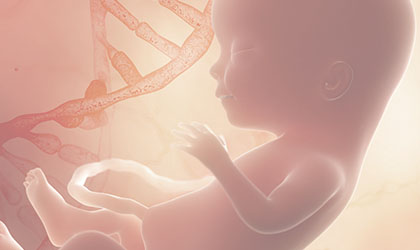 Imagem ilustrativa de um feto dentro da barriga da mãe