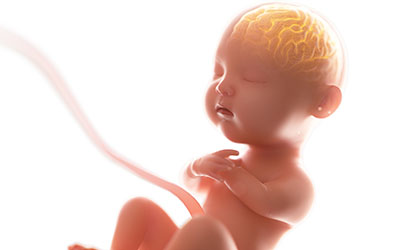 Imagem ilustrativa de um feto com foco no cérebro do feto