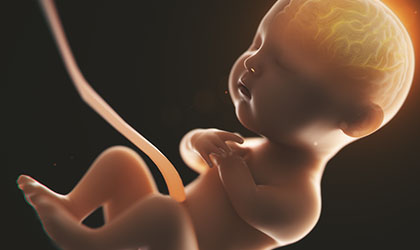 Imagem ilustrativa de um feto com foco no cérebro do feto