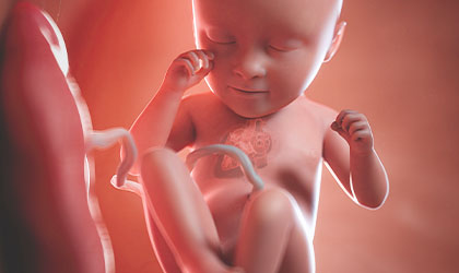 Imagem ilustrativa em 3D de um feto dentro da barriga da mãe